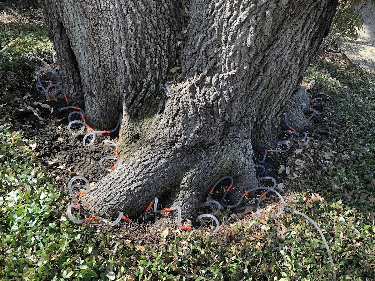 Detailed Tree Cabling and Bracing job site in Kincaid