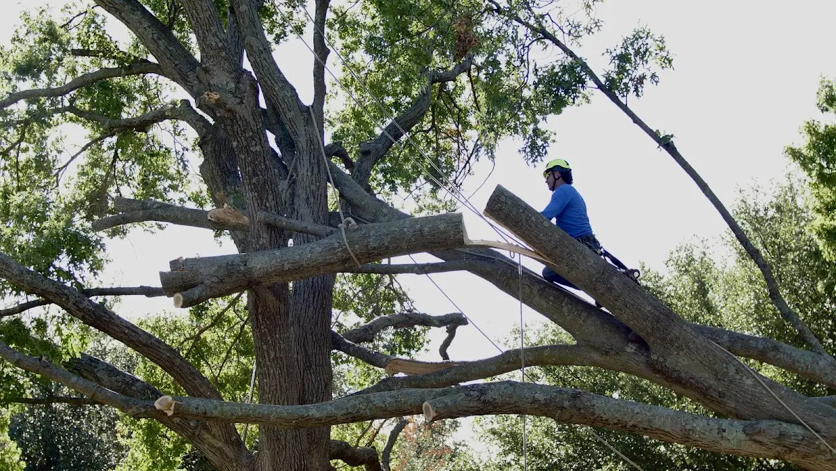 Professional Hazardous Tree Removal performed by certified arborists in Kincaid